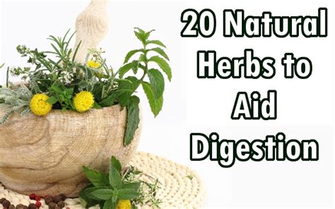 See the best gut & leaky gut health supplements of 2020. 20 Natural Herbs to Aid Digestion