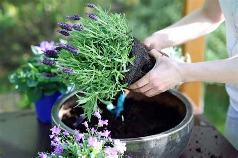 7 Easy Steps To Growing Lavender In Pots Hort Zone