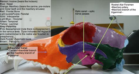 Anatamation Where Anatomy Meets Animation Segmenting The Canine Skull