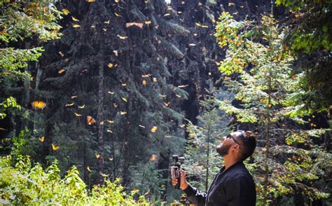 Picale Mx Santuarios De La Mariposa Monarca Que Debes Visitar