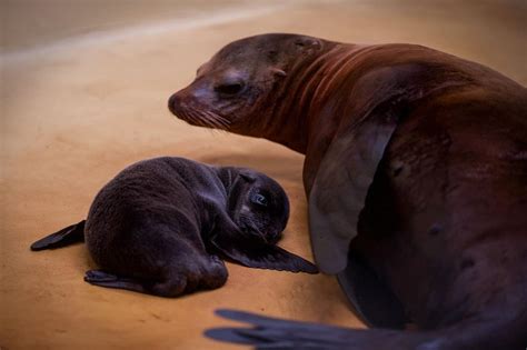 Safari Park Welcomes Californian Sea Lion Pup The Independent