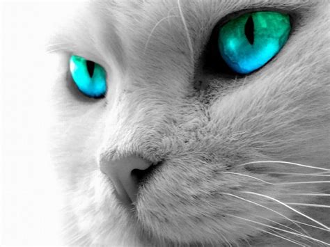 Cutest Cat Around World Cat Eyes