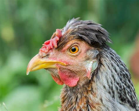 Top 8 Best Chickens That Lay Blue Eggs Chickens And More