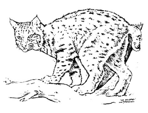 Bobcat Coloring Pages At Free Printable Colorings