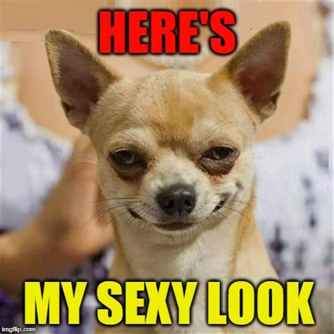 Sexy Chihuahua Imgflip