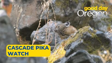 Cascade Pika Watch Searches For The Most Adorable Critter In The Gorge