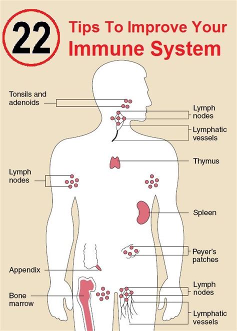 It has to be strong enough and sophisticated enough to this stress response, in turn, suppresses your immune system — increasing your chance of infection or illness. How To Increase Your Immunity Naturally | Immune system ...