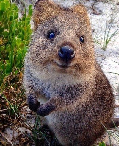 Quokkas have a happy, genial expression to their face. 859 best wombats & quokkas images on Pinterest | Animal ...