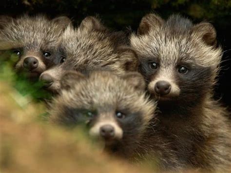A Closer Look At Raccoon Dogs That Belong In The Wild Hubpages