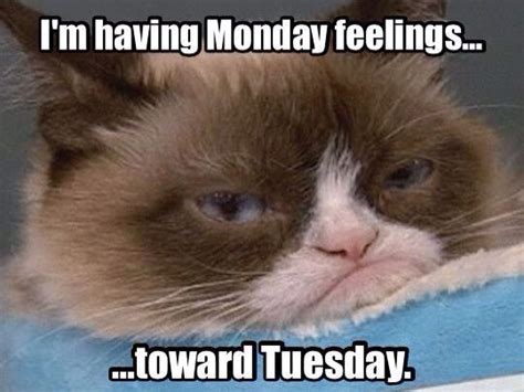 Im Having Monday Feelings Toward Tuesday Funny Grumpy Cat Memes