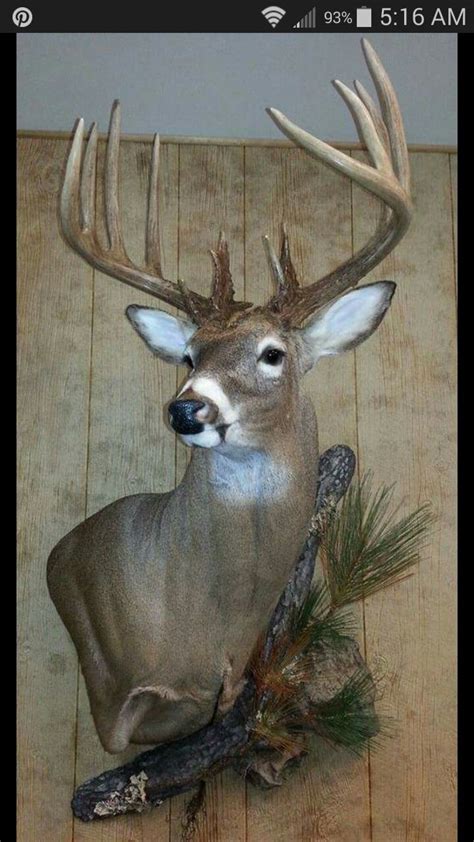 Pin By Troy Jessup On Hunting Pinterest Deer Mounts