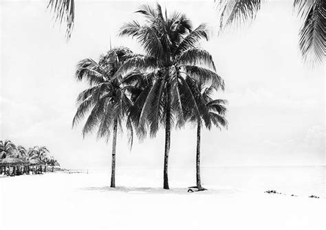 Palm Tree Print Black And White Ocean Print Summer Print Etsy