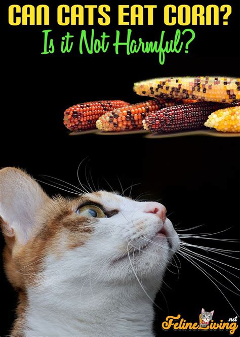 Cats that are indoors will most likely need trimming more regularly than outdoor cats. dogs generally need trimming approximately every three months. Corn is not dangerous for your feline, but should only be ...