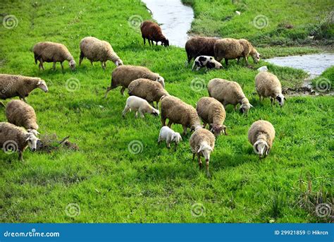 Sheep Grazing On Green Meadow Stock Image Image Of Livestock Nature