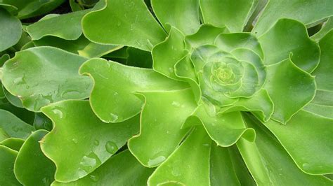 10 Surprising Low Water Plants Sunset Magazine