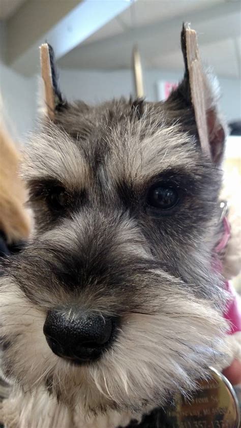 City pet hospital has created a convenient practice to provide advanced, comprehensive care. Bay Area Pet Hospitals - 24 Hours Veterinary Hospital in ...