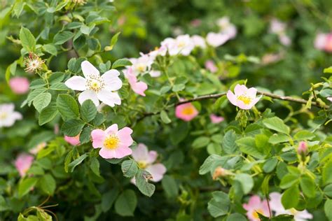How To Transplant A Wild Rose Bush Moving Wild Rose Bushes To Your Garden