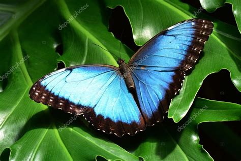 Una Mariposa Morfo Azul 2023