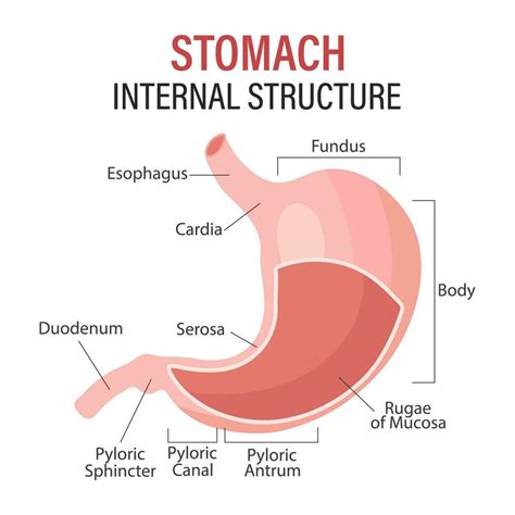 Anatomy Of The Human Stomach Medical Poster With Detailed Diagram Of