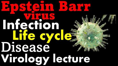 Epstein Barr Virus Ebv Infection Symptoms And Life Cycle Youtube