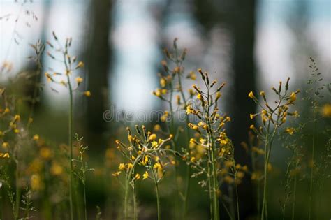 Plants And Flowers In A Forest Glade Stock Photo Image Of Blooming