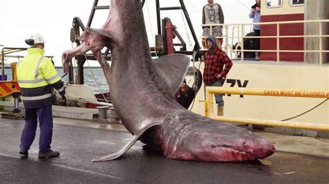 Super Rare 20 Foot Basking Shark Caught In Australia Video