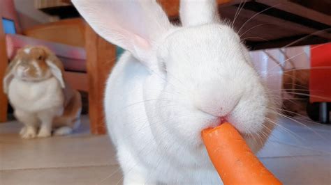 Sweet Rescued Albino Bunny Eating A Carrot Youtube