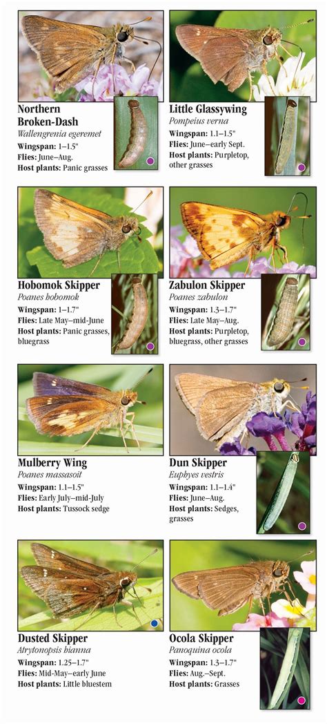 Butterflies Of The Western Chesapeake Quick Reference Publishing