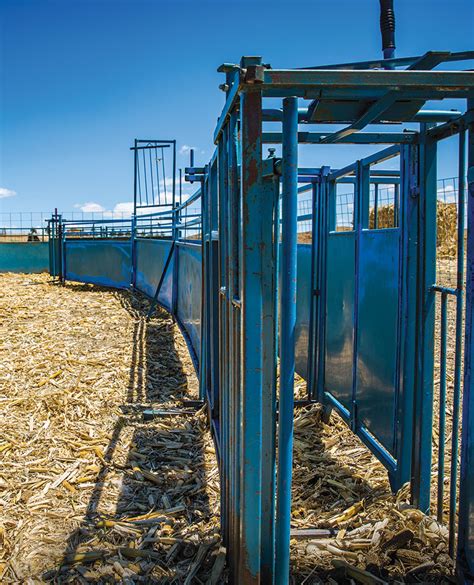Create An Easy To Build Cattle Corral For Your Herd Hobby Farms