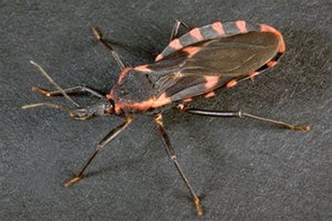 Deadly Triatomine Kissing Bug Now In 28 Us States What You Need To