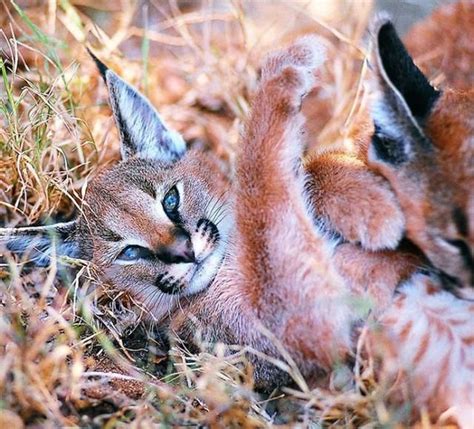 Beautiful Pictures Of Baby Caracals One Of The Most Gorgeous Cat