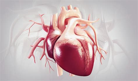 A defect of the heart in which there is an abnormal opening in any of the walls dividing the four heart chambers. Helping The Heart Heal Itself | Asian Scientist Magazine ...