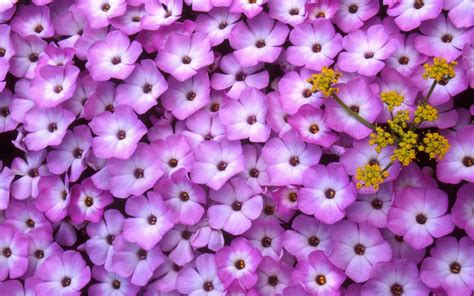 19 Hình ảnh Hoa Màu Tím đẹp Làm Hình Nền đẹp Châu Văn Liêm