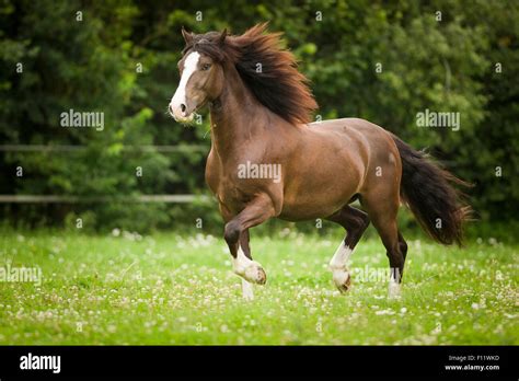 Welsh Pony Section D Chestnut Gelding Galloping Pasture Stock Photo