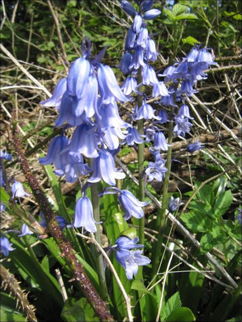 Islay Natural History Trust Spanish Bluebell Hyacinthoides Hispanica