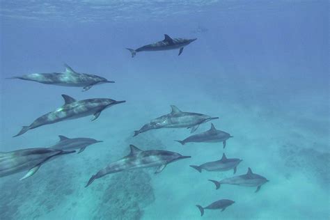 How To Swim With Dolphins In Oahu In The Wild Oahu Hawaii Pictures