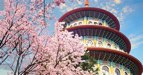 7 Best Places To See Cherry Blossoms In Taiwan Kayak Australia