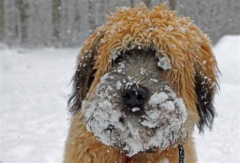 Winter Checklist To Keep Pets Safe And Healthy