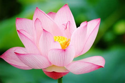 Lotus Flower Hd Wallpapers Hd Wallpapers High Definition Free