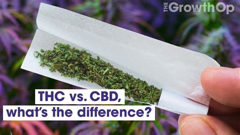 Thc Vs Cbd Whats The Difference Weed Easy Jayhemp
