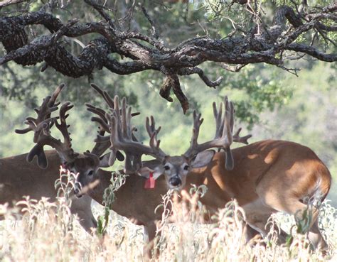 Texas Whitetail Deer Breeder Shipp Ranch