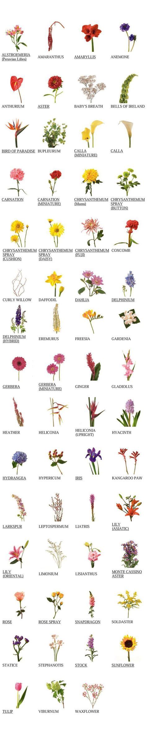 The Ultimate Flower Glossary So You Can Pick Out The Perfect Blooms For