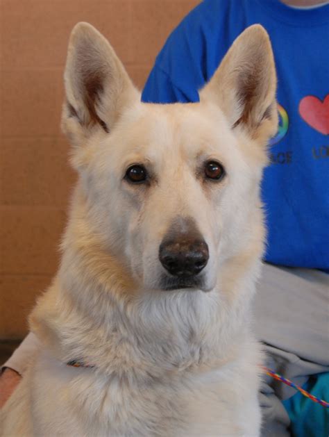 Booster A White German Shepherd For Adoption