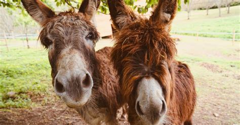 24 Delightful Facts About Donkeys Fact City
