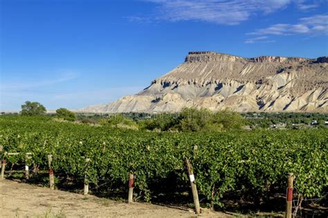 Wine Vineyards In Colorado River Valley Stock Photo Image Of Vines
