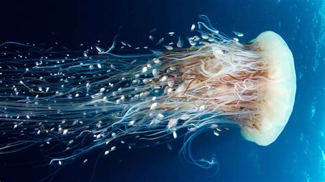 Best 500 Ocean Jellyfish Wallpaper For Phone And Desktop