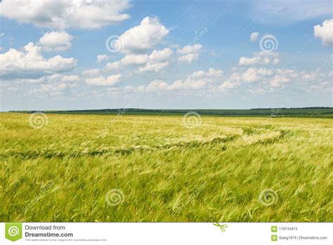 Young Wheat Field As Background Bright Sun Beautiful