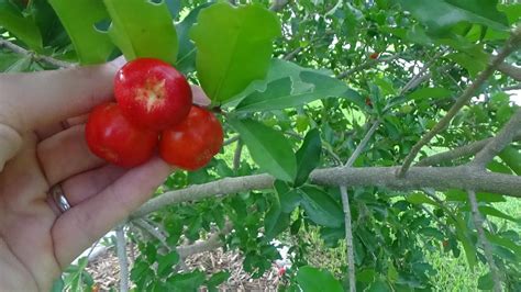 Barbados Acerola Cherry Easy To Grow In Central Florida Youtube
