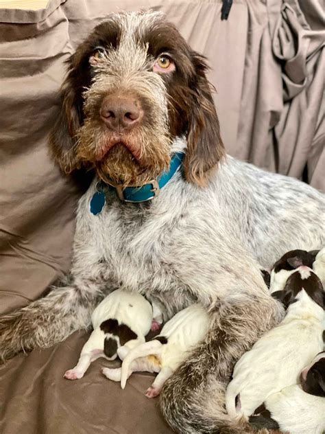Jd Wright Gwp German Wirehaired Pointer Puppies For Sale Born On 12 07 2019