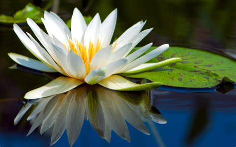 Water Lily Hd Wallpaper Background Image 2880x1800